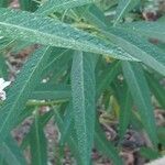 Gomphocarpus physocarpus Blad