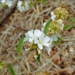 Melochia parvifolia Flower