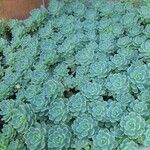 Rhodiola pachyclados Φύλλο