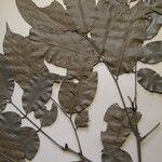 Ormosia melanocarpa Otro