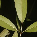 Tabebuia palustris Лист