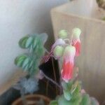 Kalanchoe marnieriana ᱥᱟᱠᱟᱢ