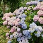 Hydrangea macrophyllaFlower