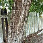 Acacia auriculiformis Bark