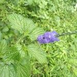 Stachytarpheta indica Flower