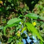 Pavonia sepium Fulla