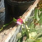 Aptenia cordifoliaFlower