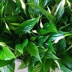 Spathiphyllum wallisii Leaf