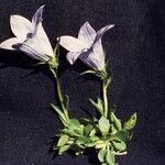 Campanula lasiocarpa Plante entière