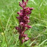 Anacamptis coriophora Flor