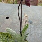Paphiopedilum charlesworthii Levél