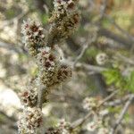 Rhus microphylla Кветка