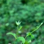 Moehringia trinervia പുഷ്പം