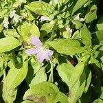 Ocimum americanum Цвят