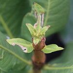 Garcinia pachyclada Folio
