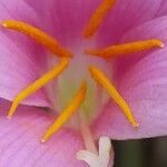 Zephyranthes carinata Blomma