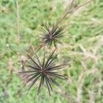 Bidens subalternans Fruit