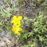 Hypericum cerastoides Blodyn