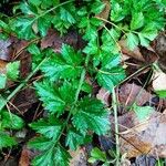 Apium graveolens Leaf