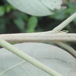 Solanum hazenii Escorça