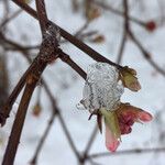 Viburnum farreri Écorce