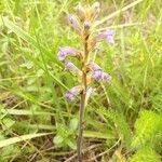 Phelipanche purpurea Fula