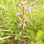 Orobanche purpurea Flors