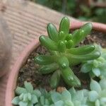 Sedum × rubrotinctum Folio