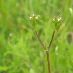 Valerianella dentata Çiçek