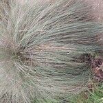 Muhlenbergia lindheimeri 整株植物