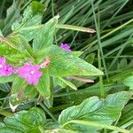 Epilobium alpestre Virág