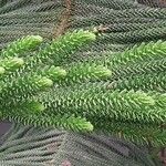 Araucaria biramulata Blatt