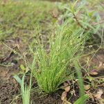 Cyperus subsquarrosus Plante entière