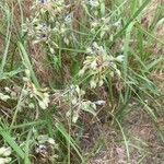 Tradescantia occidentalis Flor