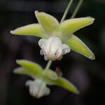 Blepharodon pictum Flor