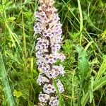 Orobanche crenata Floare