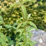 Scutellaria columnae Blad