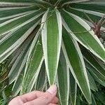 Agave vivipara 葉