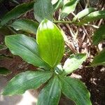 Costus spicatus Fuelha