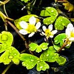 Ranunculus aquatilis Flower