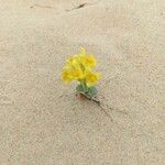 Linaria thymifolia Flor