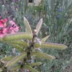 Lupinus texensis Plod