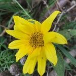 Wyethia angustifolia Flower