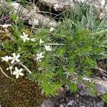 Arenaria grandiflora موطن