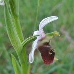 Ophrys fuciflora മറ്റ്