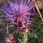 Cynara cardunculusVirág