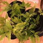 Pteris fauriei برگ