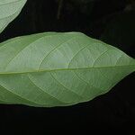 Monanthotaxis elegans Hoja