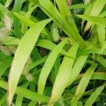 Chasmanthium latifolium Blatt