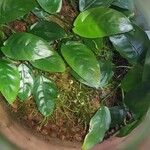 Anubias barteri Blatt